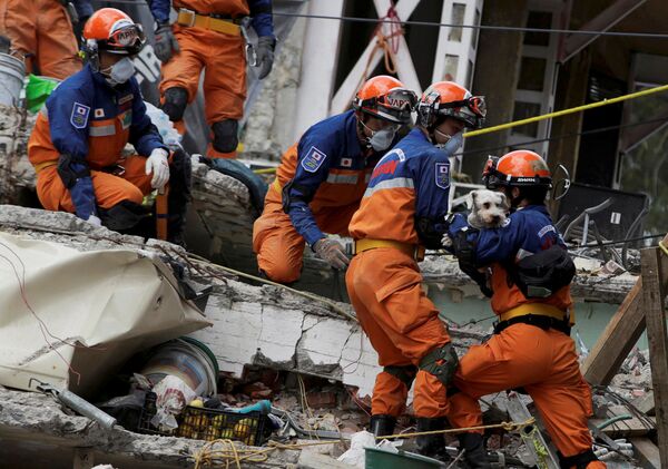 Mexico. Khắc phục hậu quả động đất. Nhân viên cứu hộ Nhật Bản lôi con chó ra khỏi đống đổ nát. - Sputnik Việt Nam