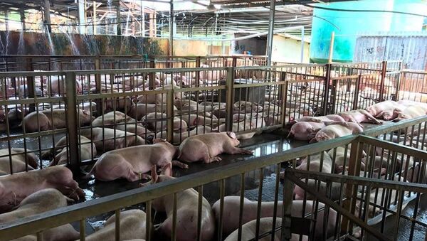 Hàng ngàn con heo bị chích thuốc an thần vẫn đang nuôi giữ tại cơ sở giết mổ Xuyên Á. - Sputnik Việt Nam