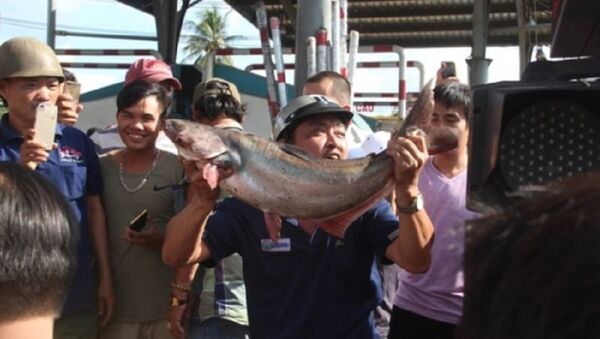Tài xế mang cá tra đến 'cúng' trạm BOT tuyến tránh Biên Hòa - Sputnik Việt Nam