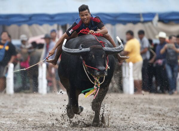Cuộc đua trâu truyền thống ở Thái Lan. - Sputnik Việt Nam