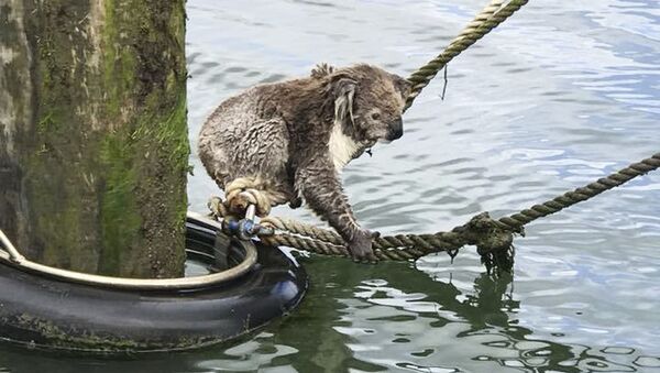 Đội tuần duyên cứu gấu túi Koala ở biển - Sputnik Việt Nam