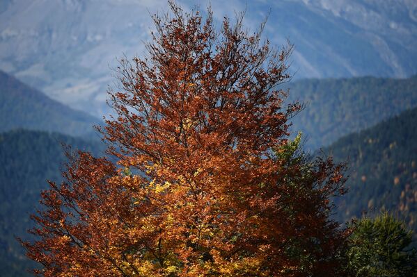Pháp. Cây phủ đầy lá thu ở vùng núi Alpes. - Sputnik Việt Nam