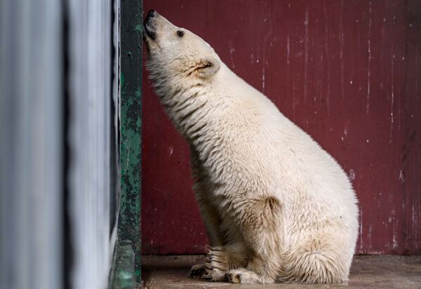 Gấu trắng con từ Yakutia trong lồng ngoài trời của Trung tâm động vật quý hiếm Vườn thú Moskva. - Sputnik Việt Nam