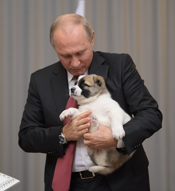 Thế giới động vật. Cún Alabai (nòi Trung Á) là món quà từ Tổng thống Turkmenistan tặng Tổng thống Nga . - Sputnik Việt Nam