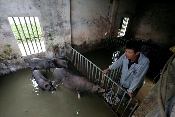 Trang trại lợn bị ngập nước. - Sputnik Việt Nam