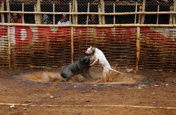 Cuộc chiến của lợn rừng và chó săn trong trận đấu truyền thống Trận chiến lợn rừng ở Indonesia - Sputnik Việt Nam