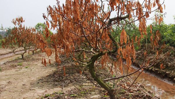 Những cây đào chết khô giữa ruộng - Sputnik Việt Nam