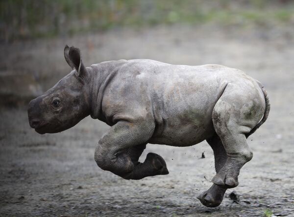 Tê giác mới sinh trong vườn thú  Dvur Kralove ở Cộng hòa Séc - Sputnik Việt Nam