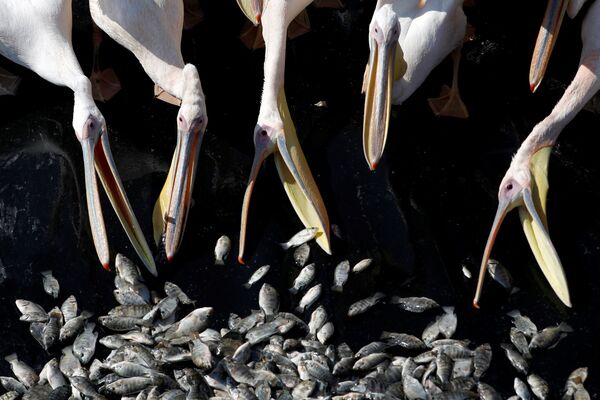 Cho chim bồ nông di cư ăn theo chương trình đặc biệt của Bộ Nông nghiệp Israel nhằm bảo vệ cá từ hồ nuôi - Sputnik Việt Nam