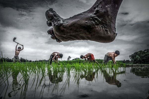 Bức ảnh Trồng lúa (Paddy cultivation) do tác giả Sujan Sarkar chụp trên ruộng lúa ở Ấn Độ, nơi sản xuất nông nghiệp cực kỳ phụ thuộc vào nguồn nước. - Sputnik Việt Nam