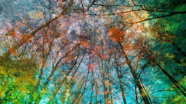 Bức ảnh “Chạm vào mùa thu” (Touch Of Autumn) của nhiếp ảnh gia Yuri Pritisk. - Sputnik Việt Nam