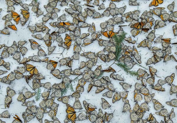 Bức ảnh “Bướm Danaus trên tuyết”(Monarchs in the Snow) của nhiếp ảnh gia Jaime Rojo. - Sputnik Việt Nam