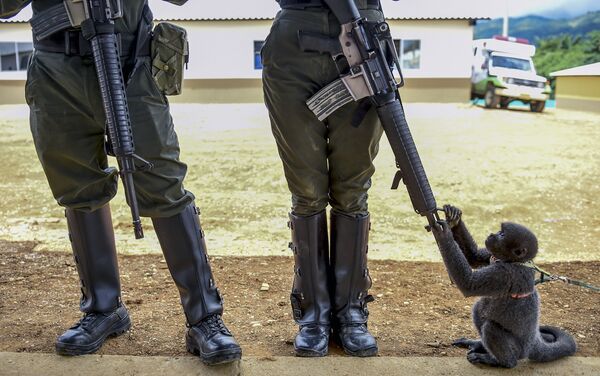 Con khỉ nghịch khẩu súng trường của một nữ cảnh sát ở Colombia - Sputnik Việt Nam