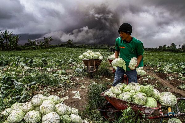 Nông dân Indonesia thu hoạch bắp cải trong khi núi lửa  Sinabung phun trào - Sputnik Việt Nam