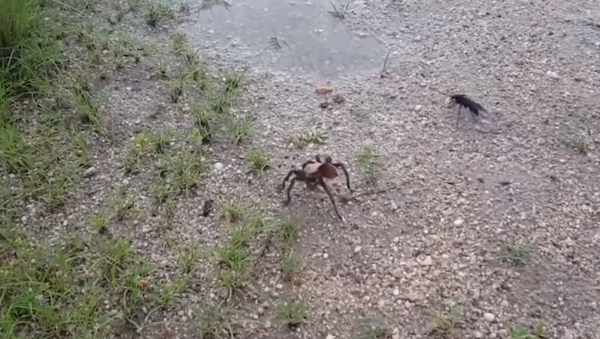 Cuộc chiến khốc liệt giữa con nhện khổng lồ và con tò vò (Video) - Sputnik Việt Nam