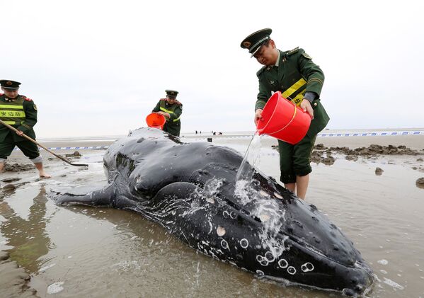 Cảnh sát Trung Quốc tưới nước cho con cá voi bị dạt lên bờ ở thị trấn Khải Đông - Sputnik Việt Nam