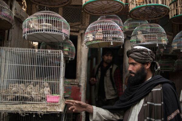 Khách mua hàng ở chợ chim  Kabul - Sputnik Việt Nam
