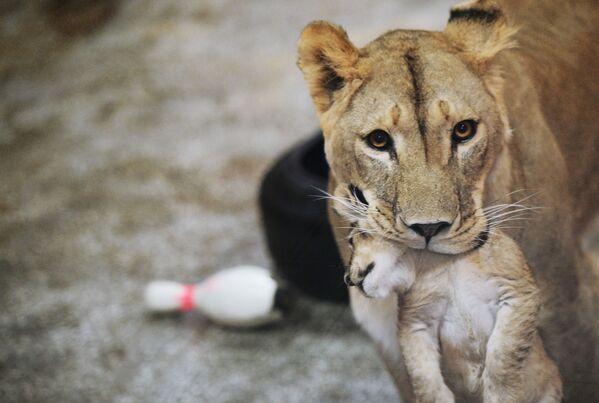 Sư tử cái châu Á Emma với một trong ba sư tử non do nó sinh ra ngày 30 tháng 9 trong Vườn thú Ekaterinburg - Sputnik Việt Nam