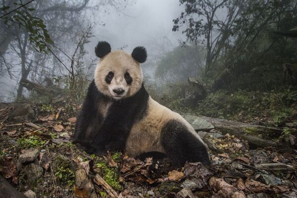 Bức ảnh “ Gấu trúc trong hoang dã” của Ami Vitale, người đứng ở vị trí thứ 2 trong  mục “Động vật trong môi trường của chúng” tại Siena International Photo Awards 2017 - Sputnik Việt Nam