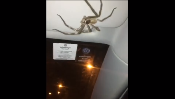 Cô gái bị con nhện bắt làm con tin trong xe (Video) - Sputnik Việt Nam