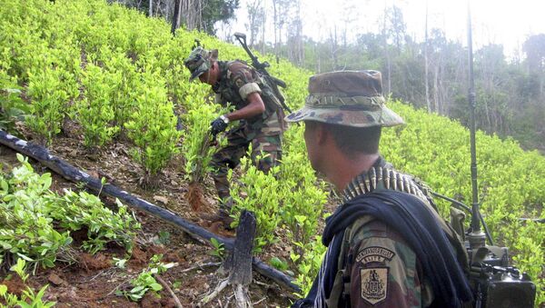 Soldiers destroy coca plants at a 20 hectar plantation found by the army in Sardinata, near Colombia's northeastern border with Venezuela (File) - Sputnik Việt Nam