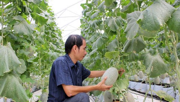 Chăm sóc vườn dưa lưới trồng theo quy trình chuẩn VietGAP tại Hóc Môn (TP.HCM). - Sputnik Việt Nam