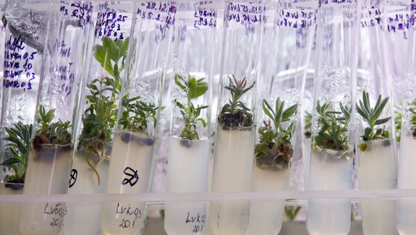 Plant samples at the laboratory - Sputnik Việt Nam