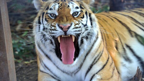 Тигр в сафари-парке Тайган в Белогорском районе в Крыму - Sputnik Việt Nam
