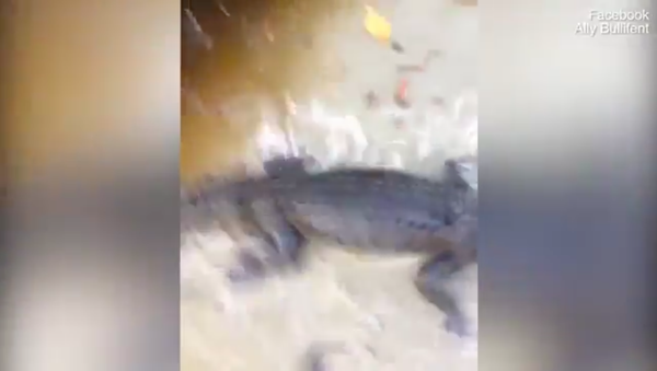 Cú đớp kinh sợ của con cá sấu tấn công nữ du khách (Video) - Sputnik Việt Nam