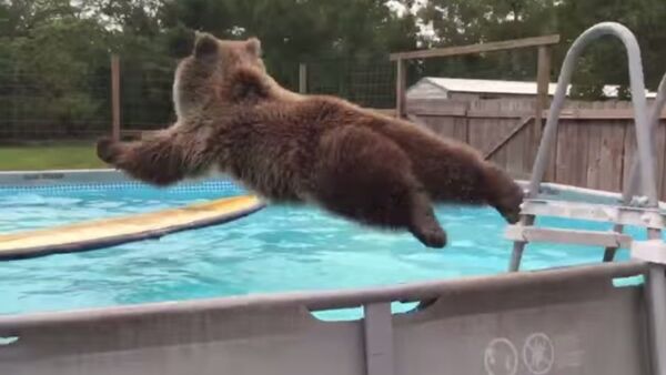 Gấu nhảy vào bể bơi - Sputnik Việt Nam