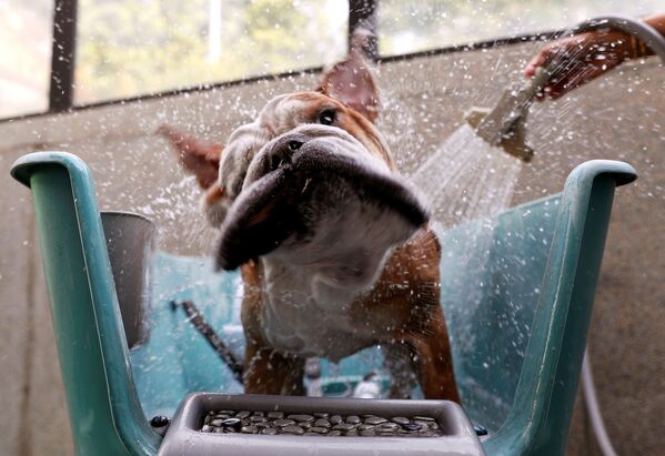 Con chó Bobo nòi Bulldog tắm trong khách sạn động vật, Singapore - Sputnik Việt Nam