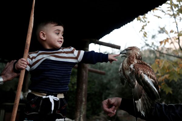 Một cậu bé Palestine chơi với chim ưng trên bờ phía tây sông Jordan - Sputnik Việt Nam