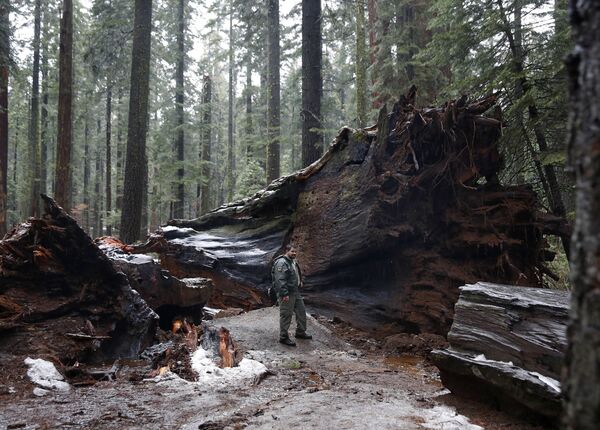 Tháng Một. Mỹ. Cây sequoia khổng lồ bị cơn bão mạnh quật đổ trong một khu rừng ở California. - Sputnik Việt Nam