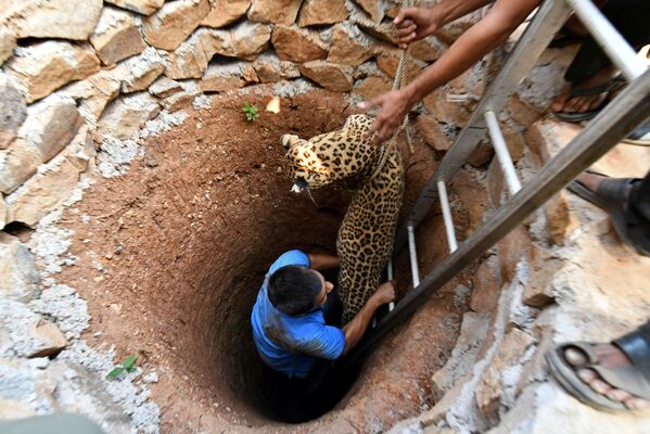 Giải cứu con báo cái bị rơi xuống giếng gần thành phố Guwahati, Ấn Độ - Sputnik Việt Nam