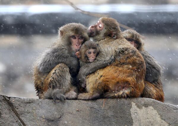 Những con khỉ ôm nhau khi tuyết rơi ở núi Huaguo, Trung Quốc - Sputnik Việt Nam