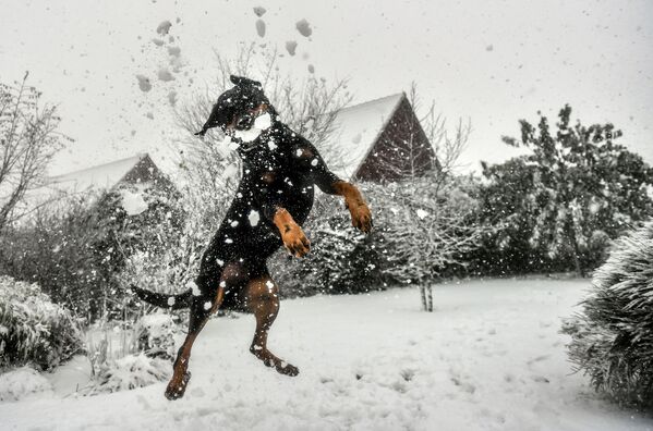 Con chó nghịch tuyết ở Godevaewelde, Pháp - Sputnik Việt Nam
