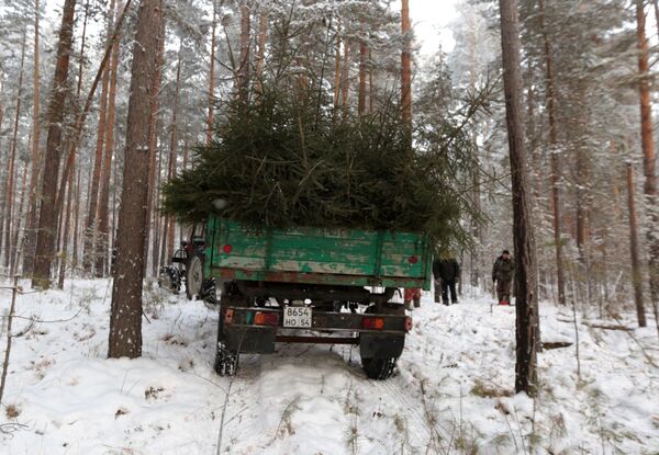 Những cây thông Giáng sinh được bán vào dịp Năm mới ở tỉnh Novosibirsk - Sputnik Việt Nam