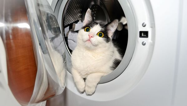 Кот в стиральной машине - Sputnik Việt Nam