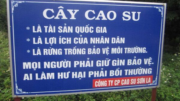 Người dân Sơn La đang khóc dở, mếu dở vì cây cao su nhưng không dám phản ứng mạnh vì cây cao su được coi là Tài sản Quốc gia ở Sơn La - Sputnik Việt Nam