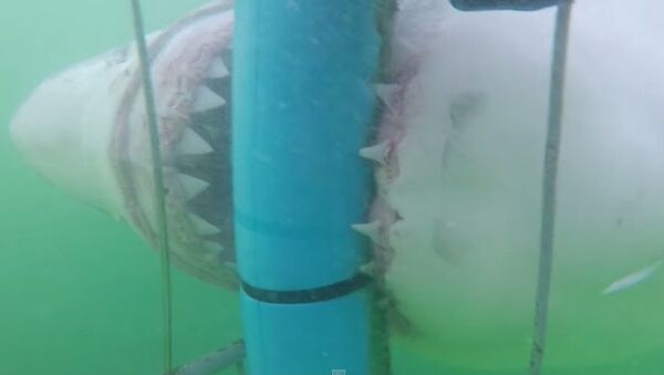 Cá mập sát thủ khổng lồ tấn công người - Sputnik Việt Nam