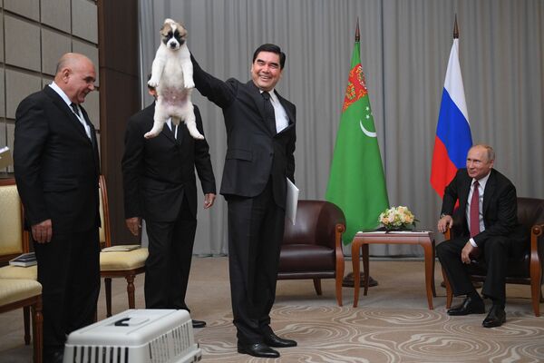 Tổng thống Turkmenistan Gurbanguly Berdimuhamedov tặng con chó chăn cừu nòi Alabai cho Tổng thống Nga Vladimir Putin. - Sputnik Việt Nam