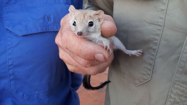 chuột có túi Dasycercus cristicauda - Sputnik Việt Nam