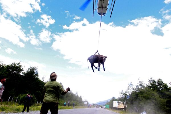 Chile. Di chuyển một con bò bằng máy bay trực thăng từ ngôi làng bị sạt lở đất. - Sputnik Việt Nam