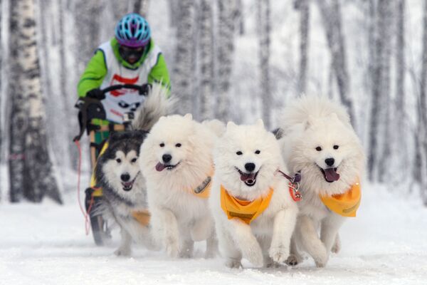 Cuộc đua xe do chó kéo trong hội thao dân gian tại Novosibirsk. - Sputnik Việt Nam