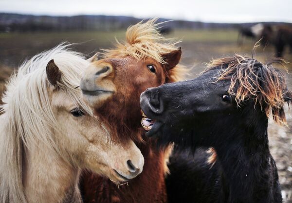 Đàn ngựa Iceland ăn cỏ trong ruộng quây dành cho chúng ở Verheim, Đức - Sputnik Việt Nam