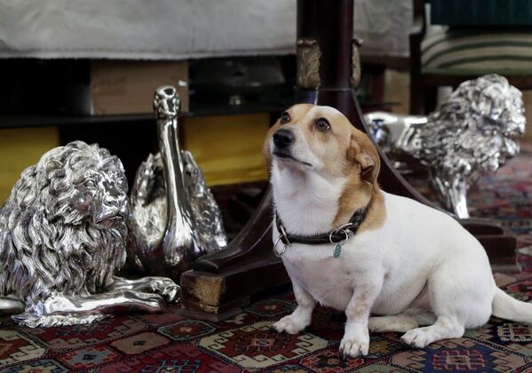 Con chó ngồi gần những con vật trang trí bằng bạc ở cửa hàng Silber Sturm tại Vienna, Áo - Sputnik Việt Nam