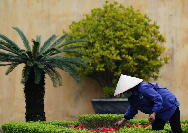 Người làm vườn trên thành Hà Nội - Sputnik Việt Nam