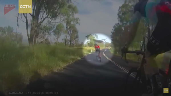 Kangaroo tung người đá cô gái đi xe đạp và bỏ chạy (Video) - Sputnik Việt Nam