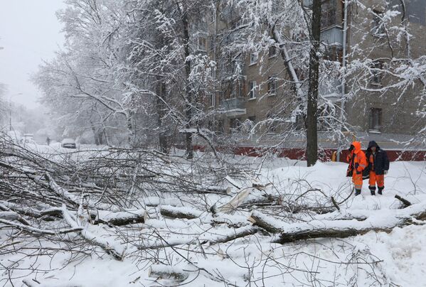 Nhân viên dịch vụ công ích thành phố đang cắt dọn cây đổ trên những con đường ô tô vì tuyết rơi dày tại Moskva - Sputnik Việt Nam