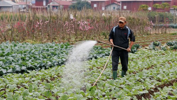 Người nông dân chăm sóc bắp cải ở ngoại thành Hà Nội, Việt Nam - Sputnik Việt Nam
